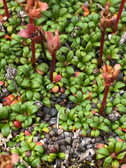 Diapensia obovata, photograph (c) Donald Hampton, some rights reserved (CC BY-SA)