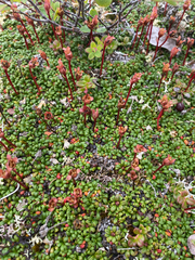 Diapensia obovata, photograph (c) Donald Hampton, some rights reserved (CC BY-SA)