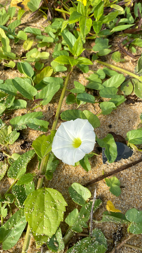 beach morning-glory