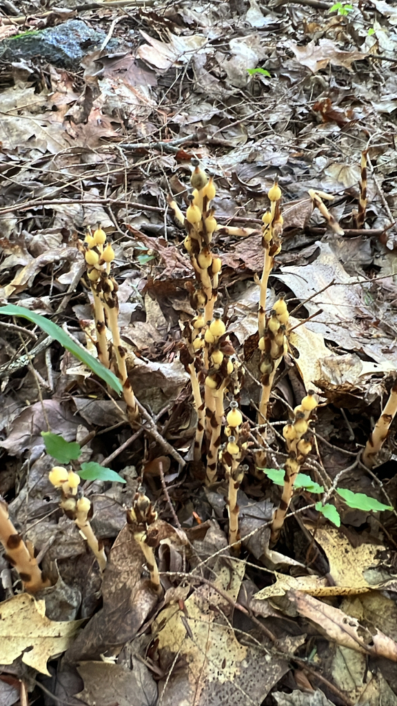 pinesap