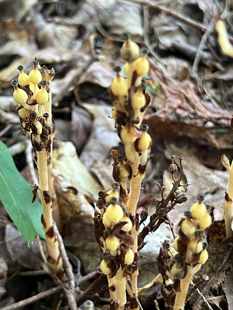 pinesap