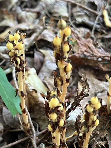 pinesap