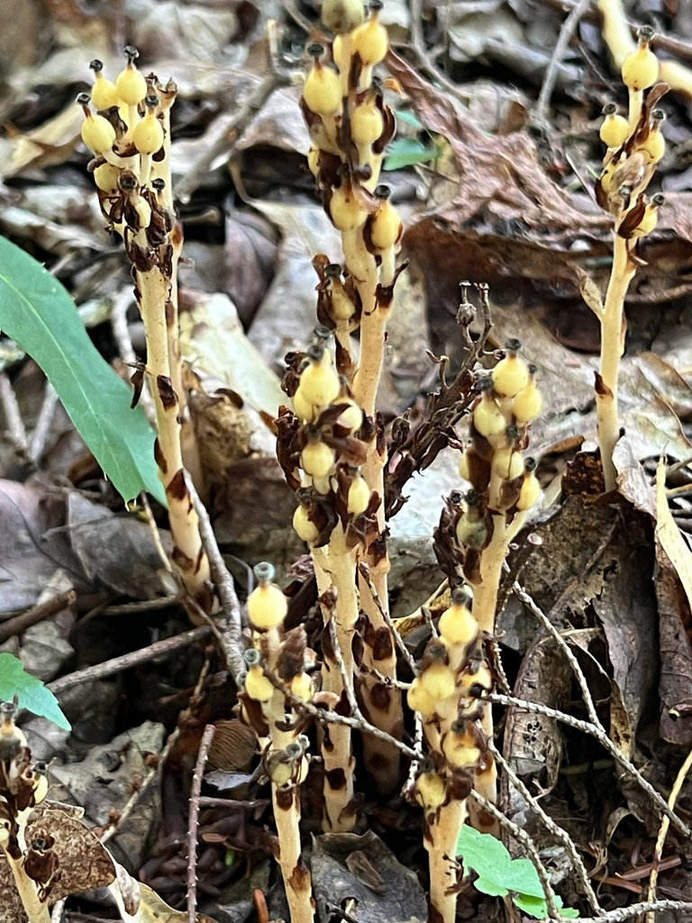 pinesap