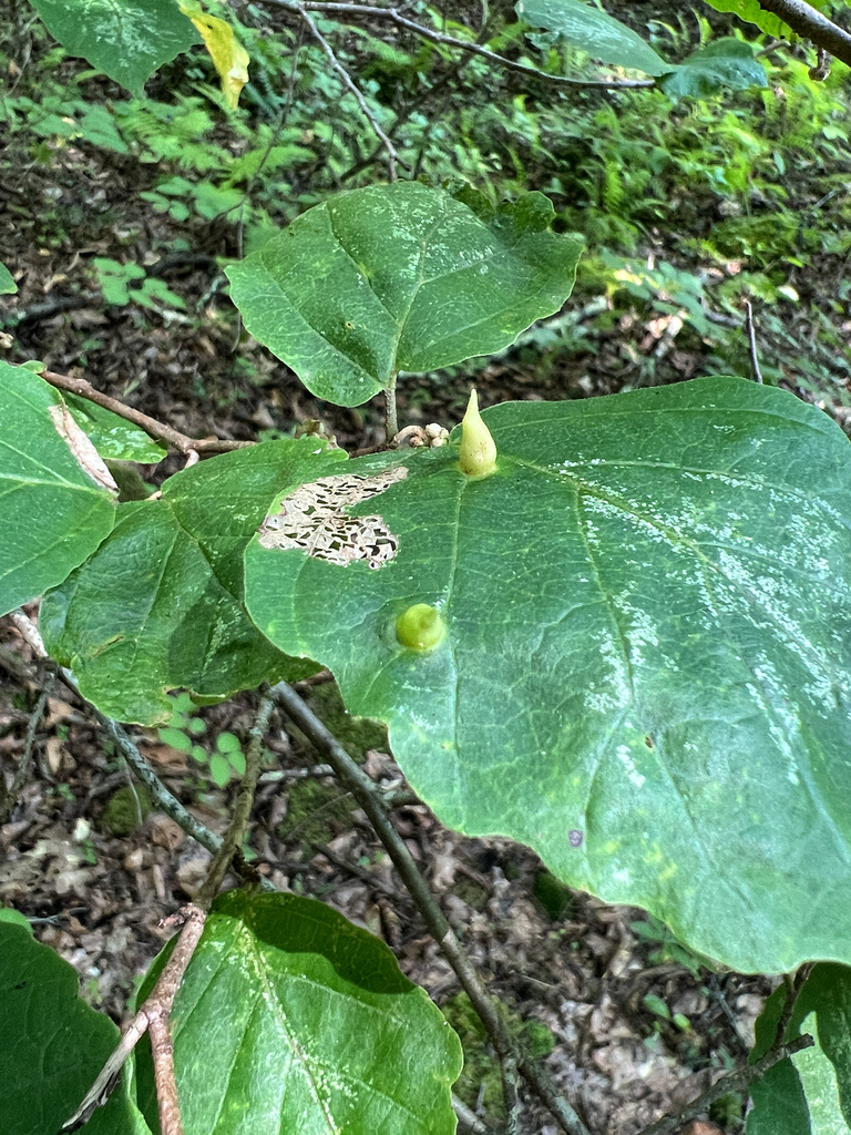 Witch-hazel Cone Gall Aphid