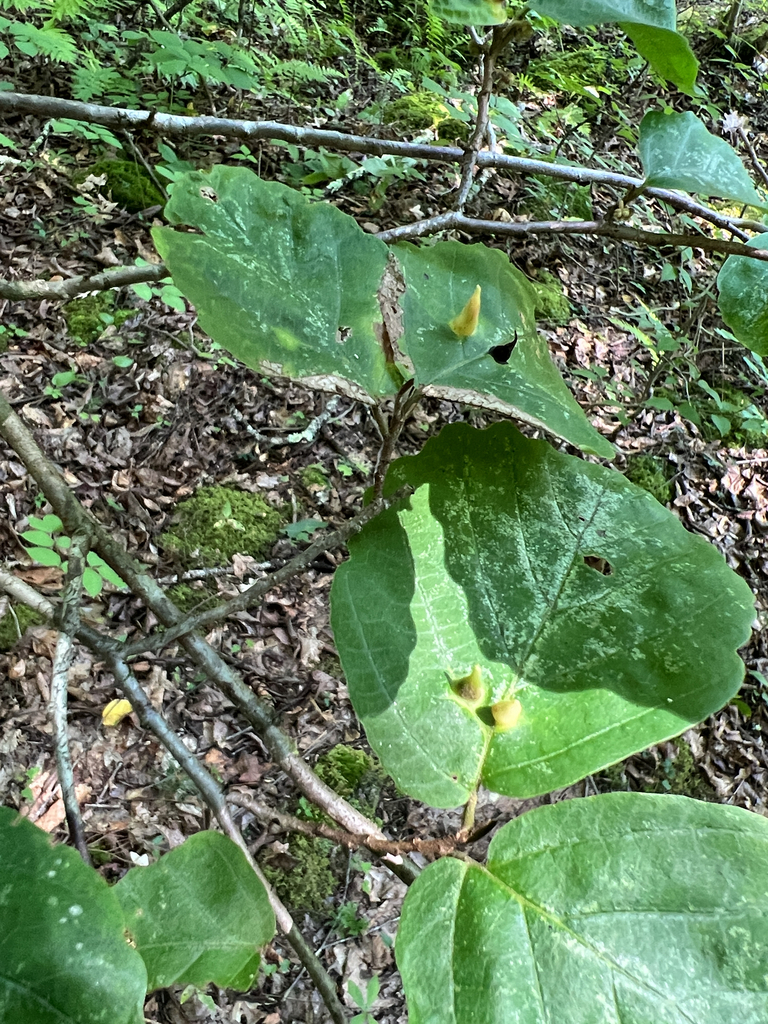 Witch-hazel Cone Gall Aphid