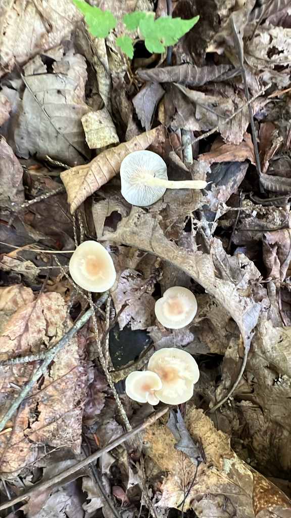 Gymnopus