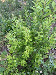 Morella caroliniensis