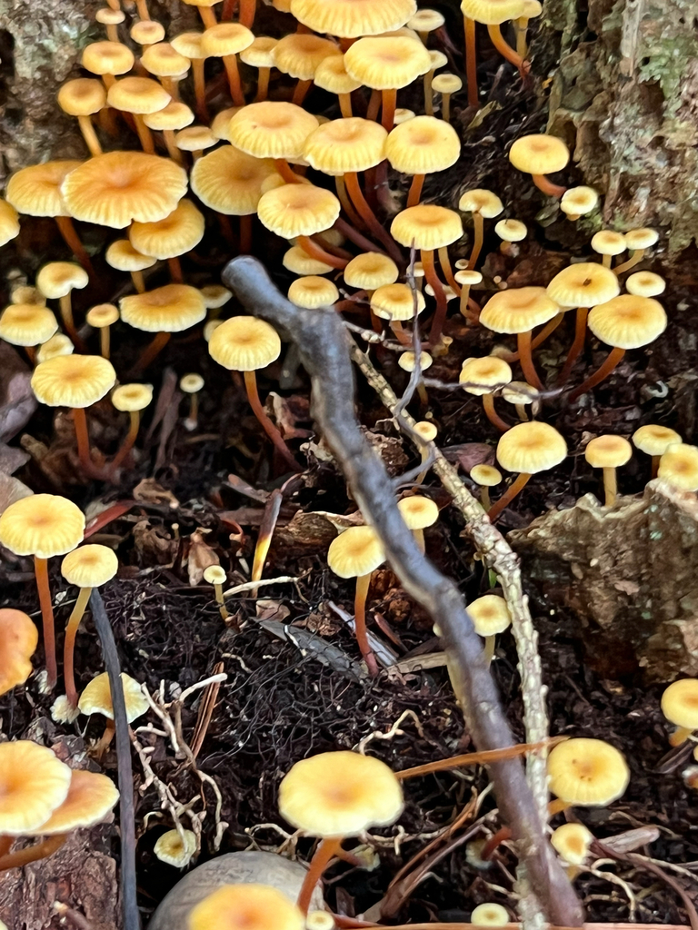 Cross-veined Troop Mushroom