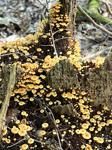 Cross-veined Troop Mushroom