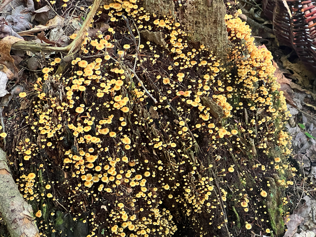 Cross-veined Troop Mushroom