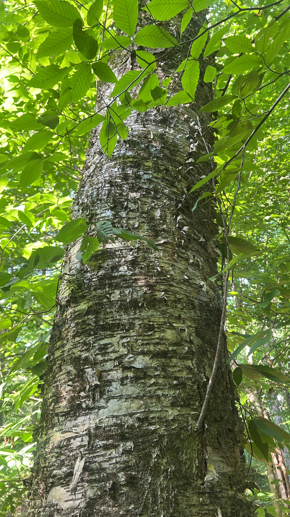 yellow birch