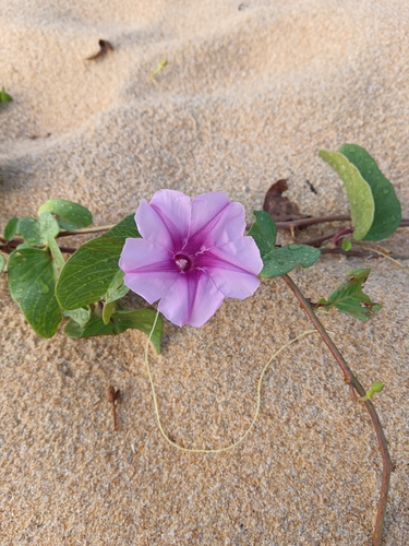 Beach Morning Glory