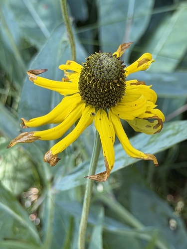 Rudbeckia glaucescens