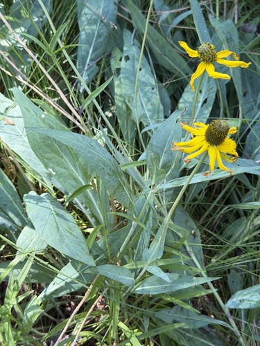 Rudbeckia glaucescens, photograph 2