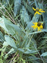 Rudbeckia glaucescens, photograph (c) Ian McFaul, some rights reserved (CC BY)