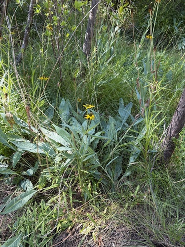 Rudbeckia glaucescens, photograph 3