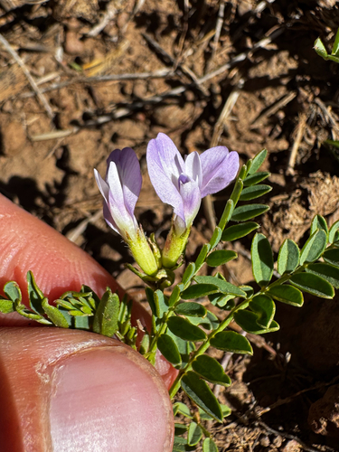 Astragalus agrestis observed 2026-08-18