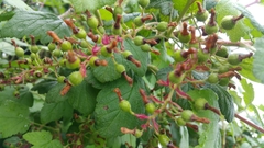 Ribes sanguineum glutinosum