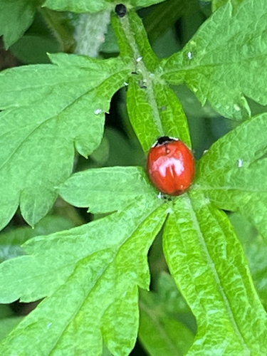 Asian Lady Beetle