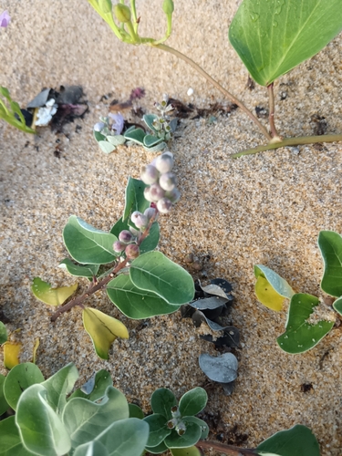 Beach Vitex