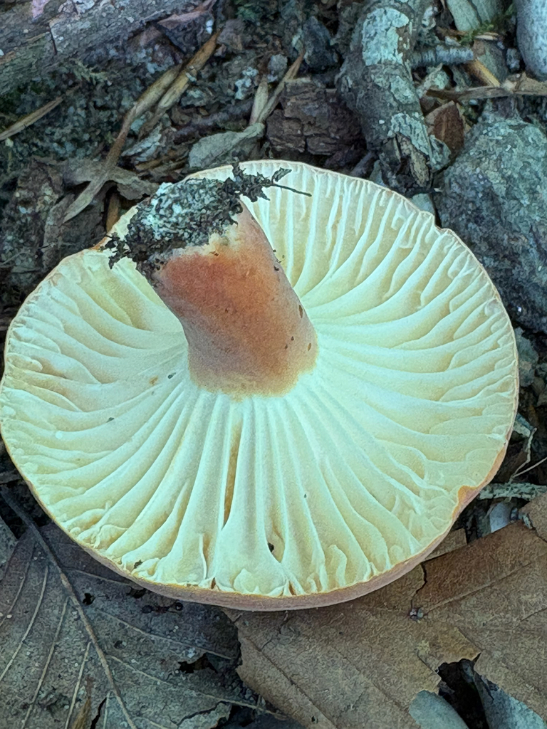 hygrophorus milkcap · August 2026 · photo: Photo: no rights reserved · iNaturalist