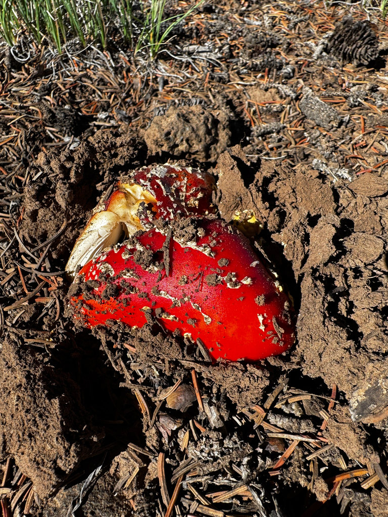 Fly Agaric · August 2026 · photo: Photo: (c) Parker James Lloyd, some rights reserved (CC BY) · iNaturalist