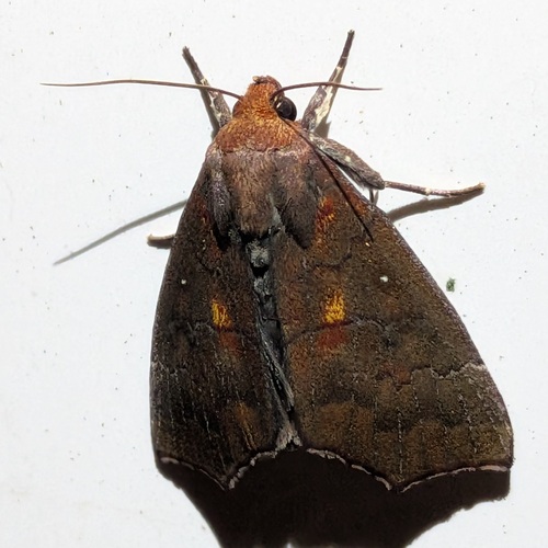 Hibiscus Leaf Caterpillar Moth photo 2