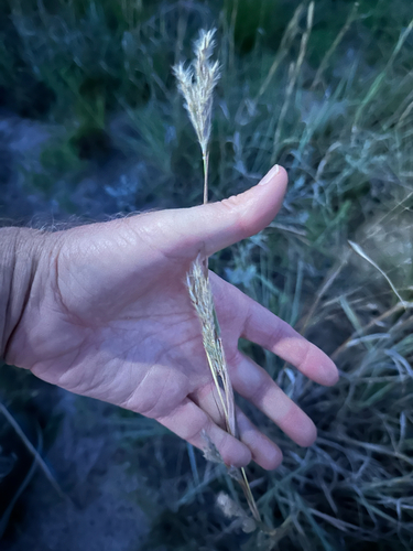 Andropogon hallii, photograph 4