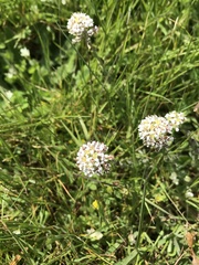 Lepidium heterophyllum