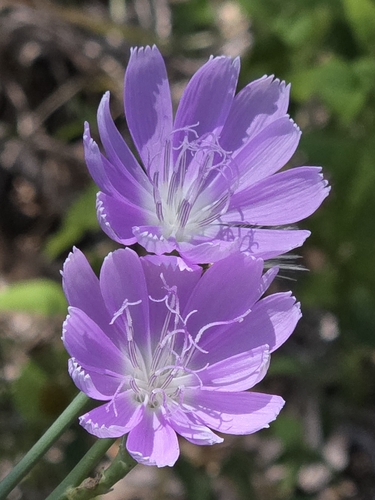 Lygodesmia texana, photograph 4