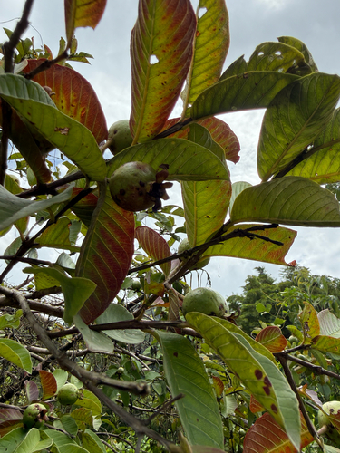 Psidium guineense observed 2026-08-19