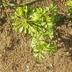 Artemisia vulgaris