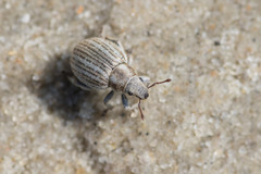 Philopedon plagiatum