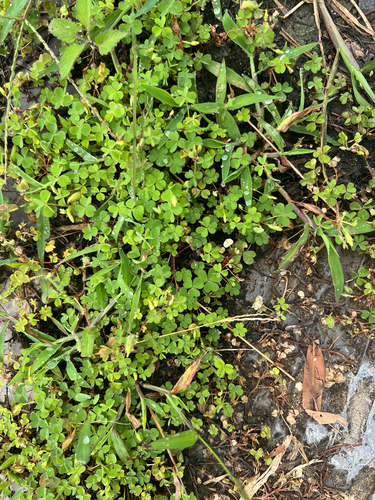 Creeping Woodsorrel