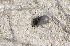 Melanimon tibiale