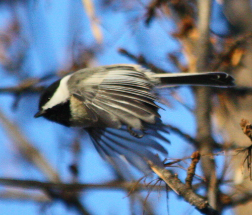 Poecile atricapillus