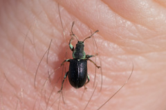 Phyllobius viridicollis