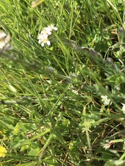 Lepidium heterophyllum