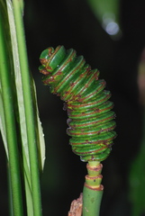 Cyclanthus bipartitus