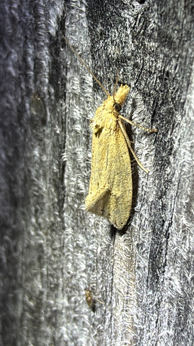 Two-spotted Aethes (Aethes atomosana)