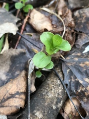 Lysimachia nummularia