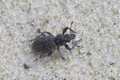 Coelositona cambricus