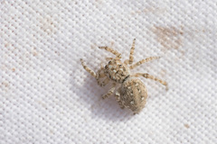 Attulus distinguendus