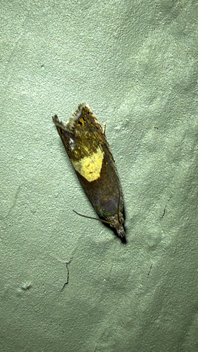 Dichrorampha bittana
