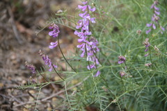 Vicia tenuifolia