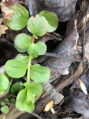 Lysimachia nummularia