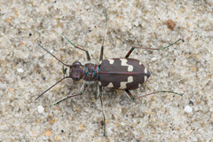 Cicindela maritima