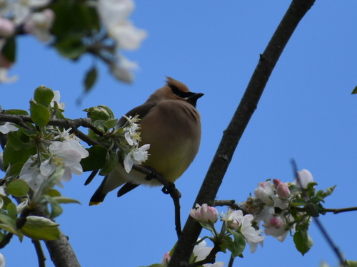Cedar Waxwing photographed in Rhode Island