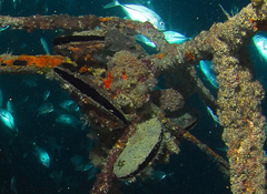 Pinctada margaritifera