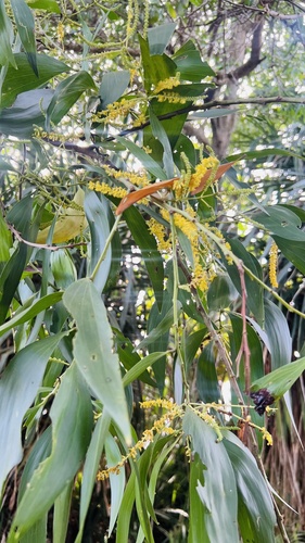 Earpod Wattle